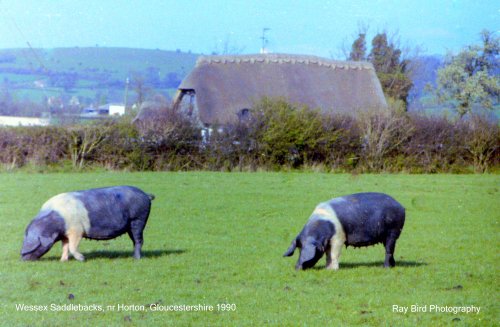Wessex Saddlebacks, nr Horton, Gloucestershire 1990