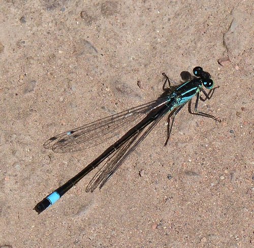 Blue Tailed damselfly