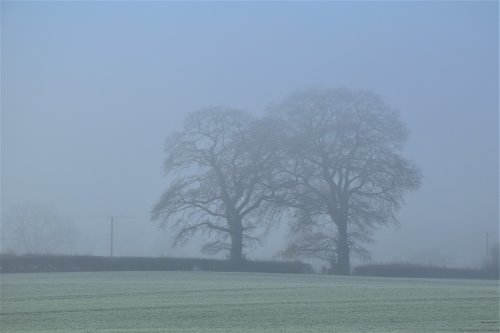 A crisp and foggy morning