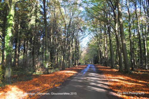 Sopworth Lane, Hinnegar Wood, Didmarton, Gloucestershire 2015