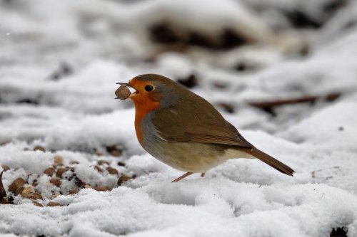 Feeding Robin in the snow