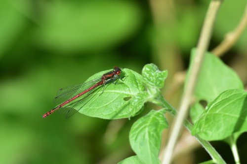Large Red Damselfly (Pyrrhosoma Nymphula) Male Perched on a Leaf in Whiteley Woods