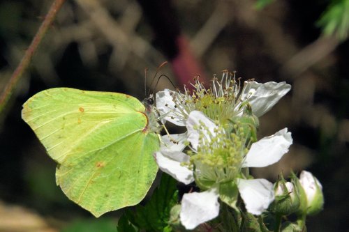 Brimstone Butterfly (Gonepterix Rhamni) Male at Thursley Common