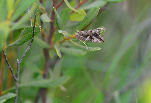 Silver Y Moth in Whiteley Woods