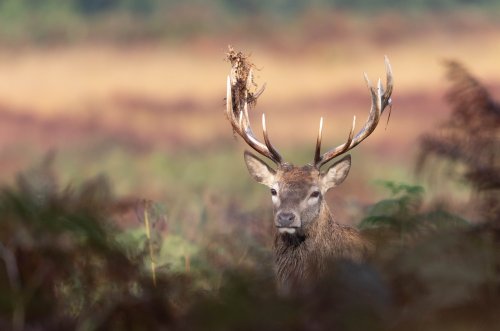 Red Deer