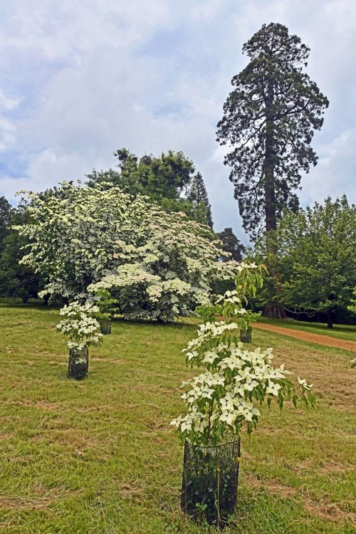 Petworth House & Park