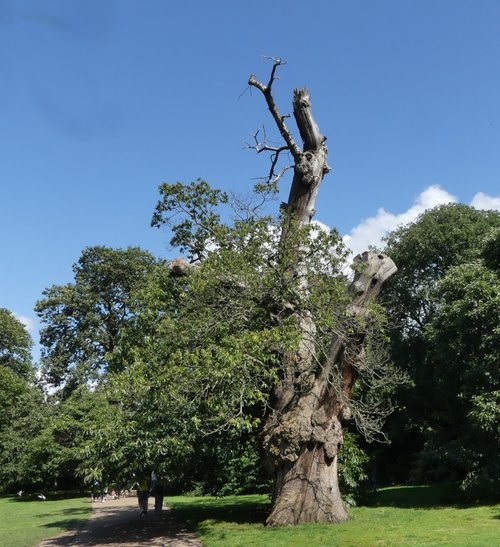 Spanish Chestnut Tree in Greenwich Park Flower Garden