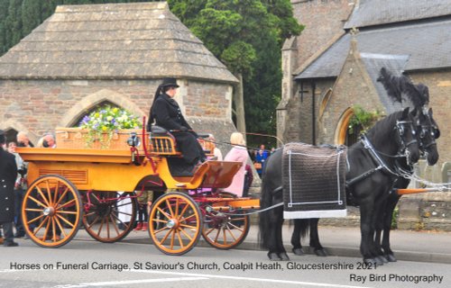 Horses on Funeral Carriage, St Saviour's Church, Coalpit Heath, Gloucestershire 2021
