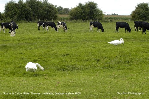 Swans, Lechlade, Gloucestershire 2009