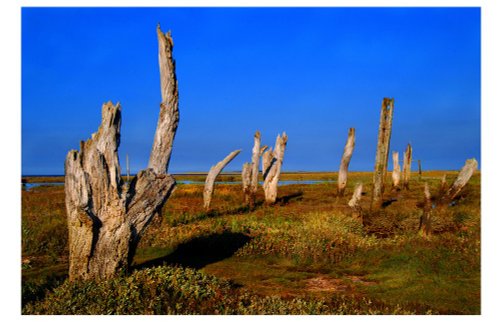 Tree stumps by the sea