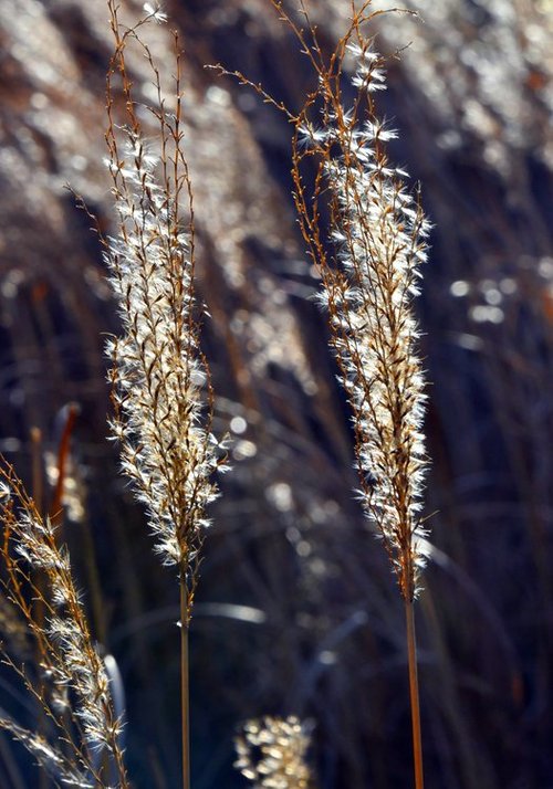 Backlit grass along Diana's Walk at Hever Castle
