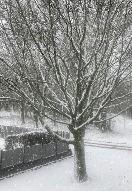 Spring in Royton March 2023