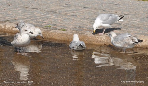 Seagulls,  Blackpool, Lancashire 2023