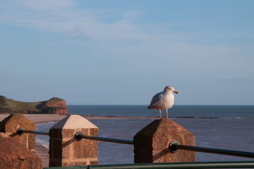 Sentinel seagull on guard at Budleigh Salterton