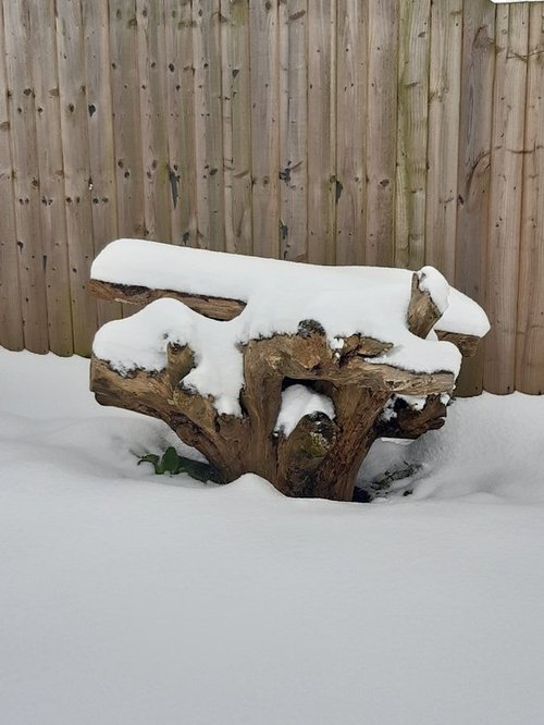 Snow covered tree trunk