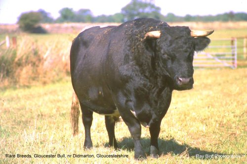 Rare Breeds - Gloucester Bull, nr Didmarton, Gloucestershire