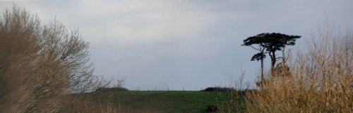 20240224 The firs up the hill are hiding