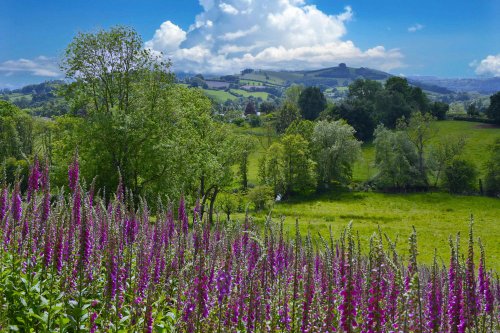 Foxgloves on Hopesay hill Aston on Clun.