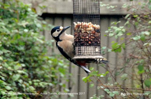 Greater Spotted Woodpecker, Acton Turville, Gloucestershire