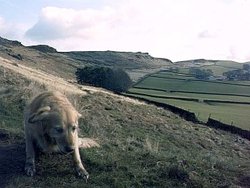 A picture of Whaley Bridge