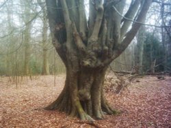 A picture of Epping Forest