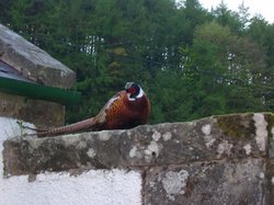 A Snoozing Pheasant, firwood, Wooler, Northumberland