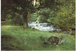 Same stream near Rydal, Lake district