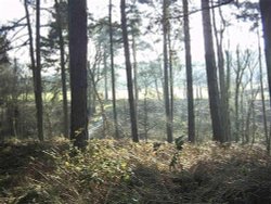 Delamere Forest, Nr Tarporley, Cheshire