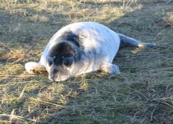 Donna Nook, Lincolnshire. December 2004, seal pup