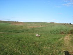 Early morning on The Gallops, Beckhampton.