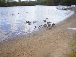 SALTHOUSE BROAD, RIVER BURE