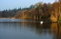 Sawns on Bolam Lake, Northumberland