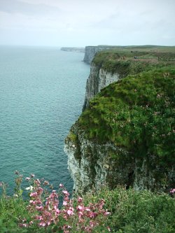 Summer at Bempton Cliffs, E. Yorkshire.