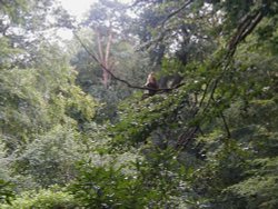 Monkey Forest, Trentham, near Stoke on Trent, Staffordshire