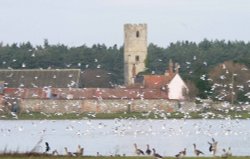 Ampton Water, Great Livermere, Suffolk
