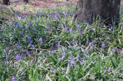 Bluebell time at Wendover Woods, Nr Aylesbury, Bucks