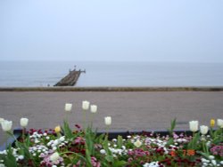 Lowestoft, Suffolk. - Flowers at Sea front..