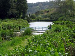 Trebah Garden, Cornwall - The lower garden