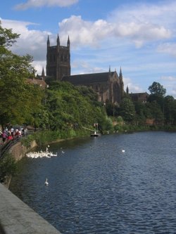 Worcester Cathedral and swans along the river Severn, Worcester