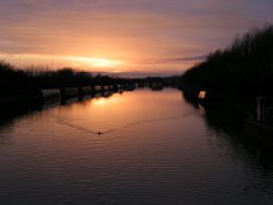 Lone duck at sunset on the canal at Slimbridge, Gloucestershire