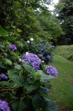 A picture of Trewithen Gardens, near Truro, Cornwall
