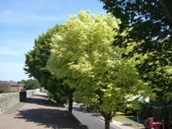 Walking the City Wall, Chichester, West Sussex.