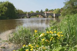 A strong tidal current passes under Aylesford Bridge, Kent