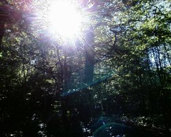 Sun through the trees at Westley Heights Country Park, Westley Heights, Essex