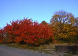 Brodsworth Community Woodland autumn colours, South Yorkshire