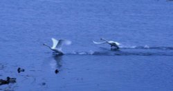 Swans in Welney, Norfolk