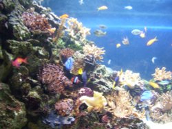 Blue Reef Aquarium, Newquay, Cornwall