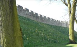 York City Walls in Spring