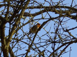 A Robin, Sherwood Forest, Mansfield, Nottinghamshire