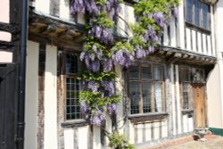 Wisteria in Lavenham